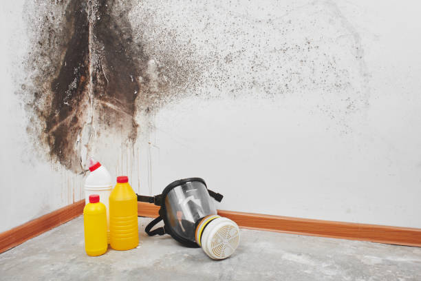 Best Black Mold Removal  in Richfield, OH