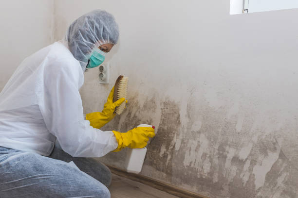 Professional Mold Removal in Richfield, OH