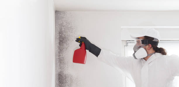 Best Black Mold Removal  in Richfield, OH