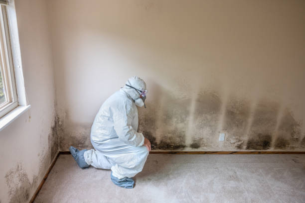 Best Mold Removal and Inspection  in Richfield, OH