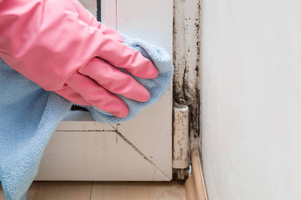 Best Mold Removal and Inspection  in Richfield, OH