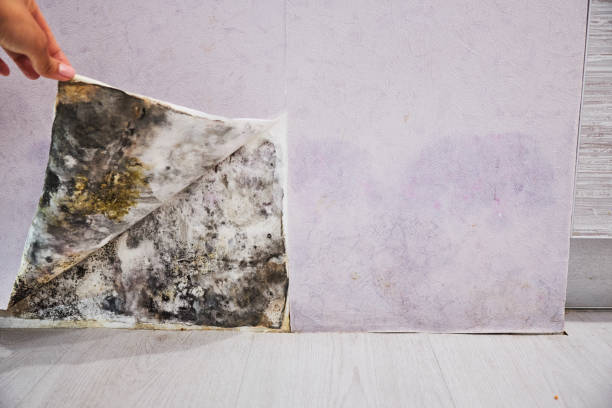 Best Mold Remediation  in Richfield, OH